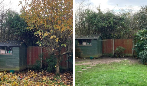 tree removal service